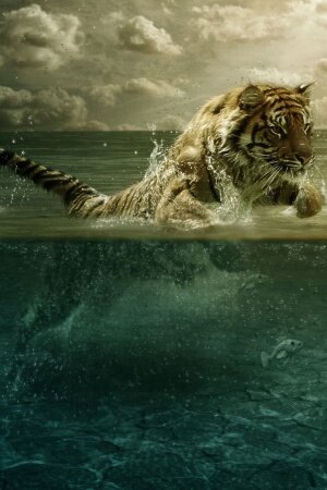 Tiger Playing in Water Mobile Wallpaper