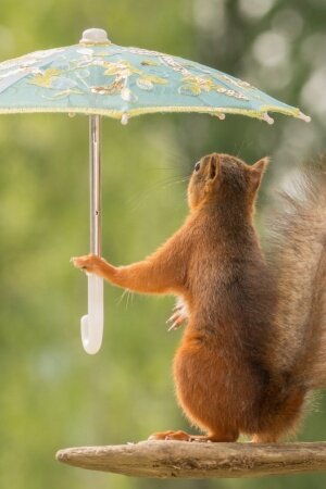 squirrel umbrellas pose branch Mobile Wallpaper